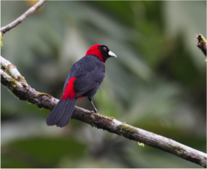 Crimson-collared Tanager