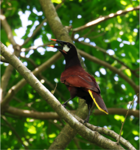 Montezuma Oropendola