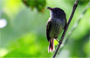 Northern Bentbill