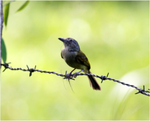 Yellow-olive Flycatcher