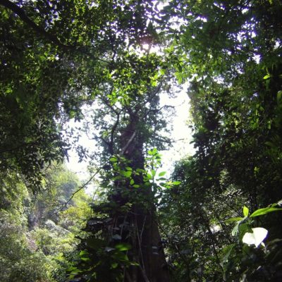 Caminata en la selva