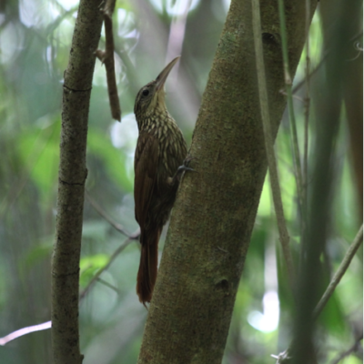 Ivory-billed Woodcreeper