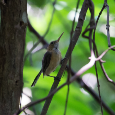 Long-billed Gnatwren