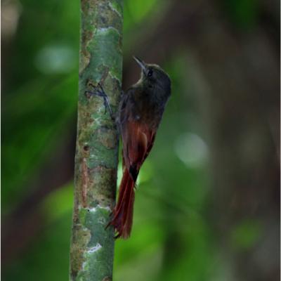 Olivaceous Woodcreeper