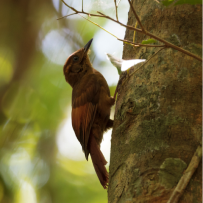 Tawny-winged Woodcreeper