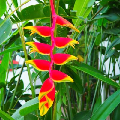 Heliconia rostrata