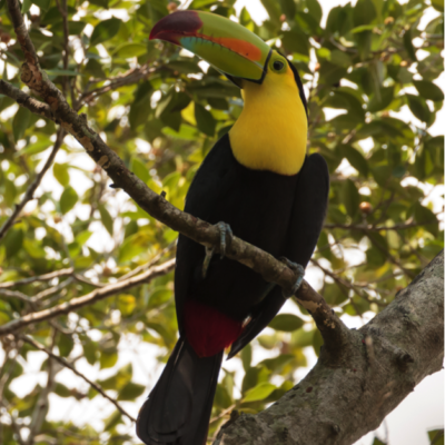 Tucan