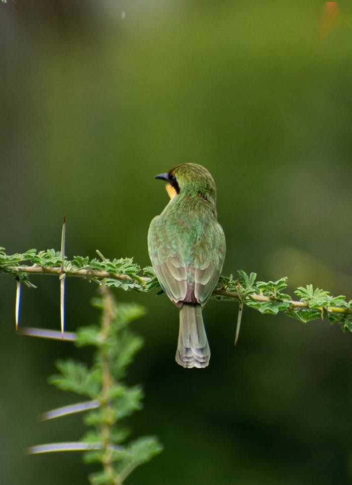 Bee Eater